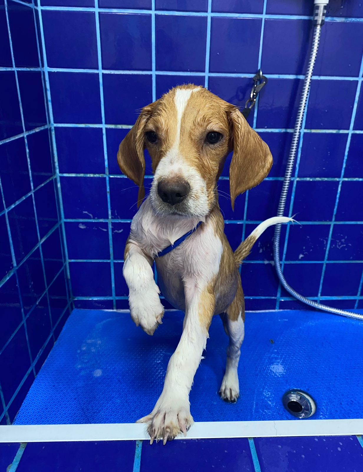 Cachorro durante banho e tosa na Petgres